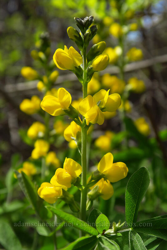 golden pea (Thermopsis gracilis) [Sexton Mountain summit, Josephine County, Oregon]