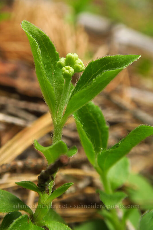 yerba de selva (modesty), budding (Whipplea modesta) [Sexton Mountain, Josephine County, Oregon]