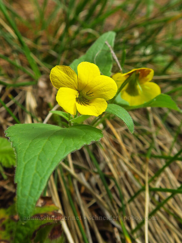 northern pine violet (Viola lobata ssp. integrifolia) [Sexton Mountain, Josephine County, Oregon]