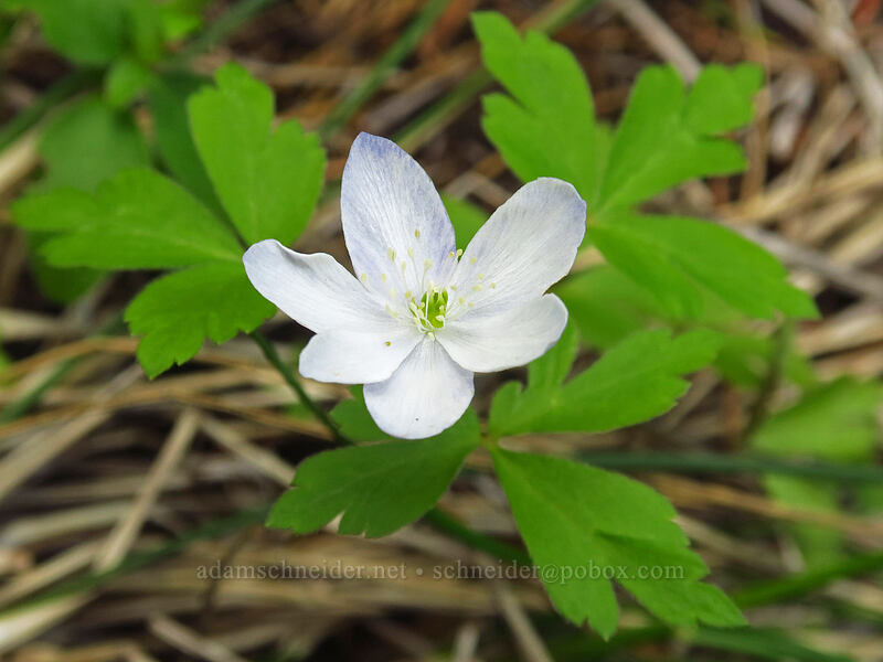Oregon anemone (Anemone oregana (Anemonoides oregana)) [Sexton Mountain, Josephine County, Oregon]