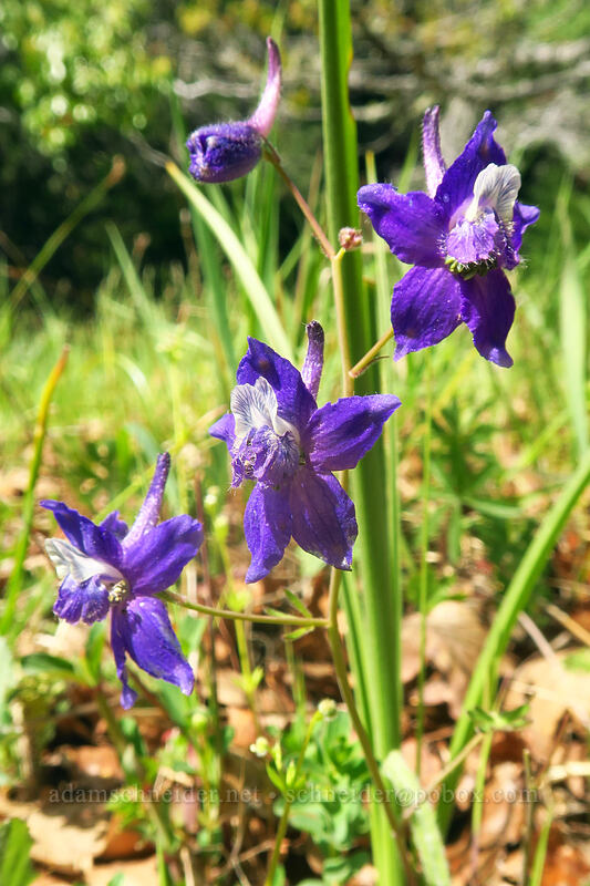 upland larkspur (Delphinium nuttallianum) [Sexton Mountain, Josephine County, Oregon]