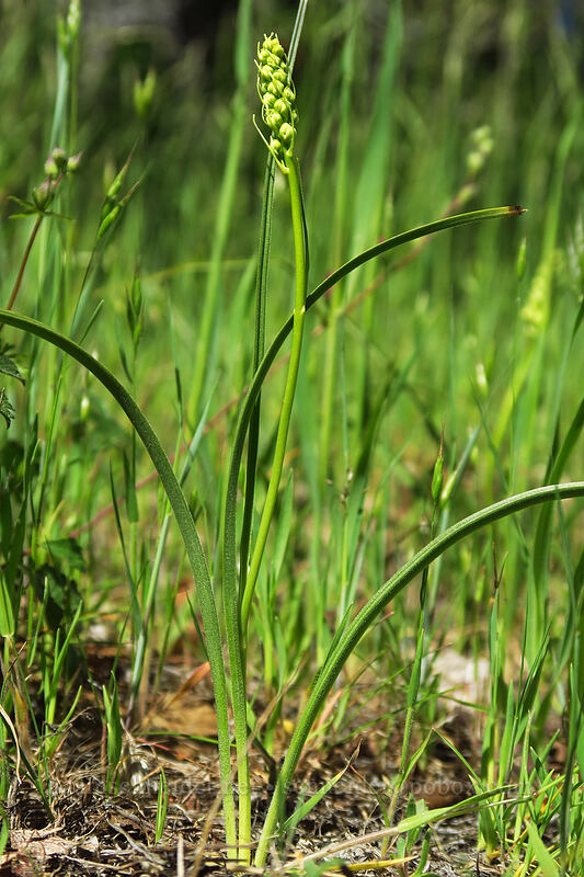 death-camas, budding (Toxicoscordion venenosum (Zigadenus venenosus)) [Sexton Mountain, Josephine County, Oregon]
