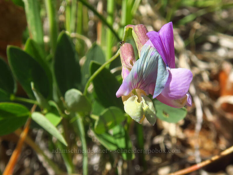 Sierra pea-vine (Lathyrus nevadensis) [Sexton Mountain, Josephine County, Oregon]