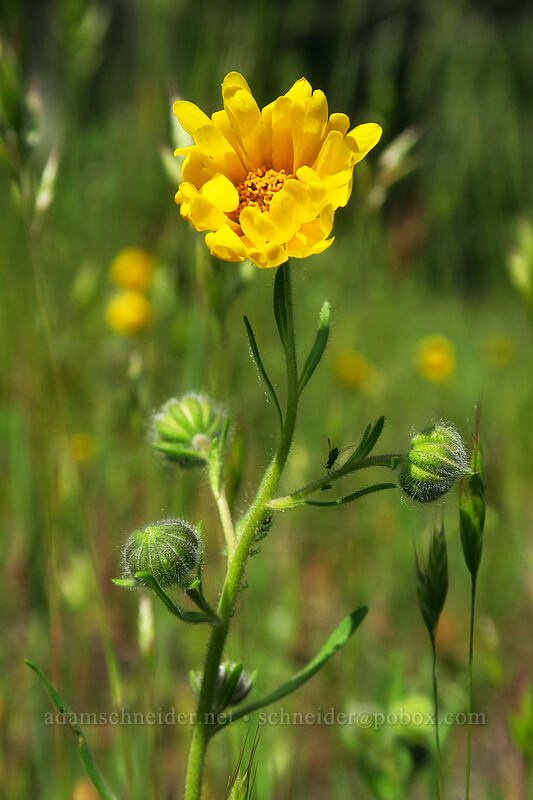common tarweed (Madia elegans) [Sexton Mountain, Josephine County, Oregon]