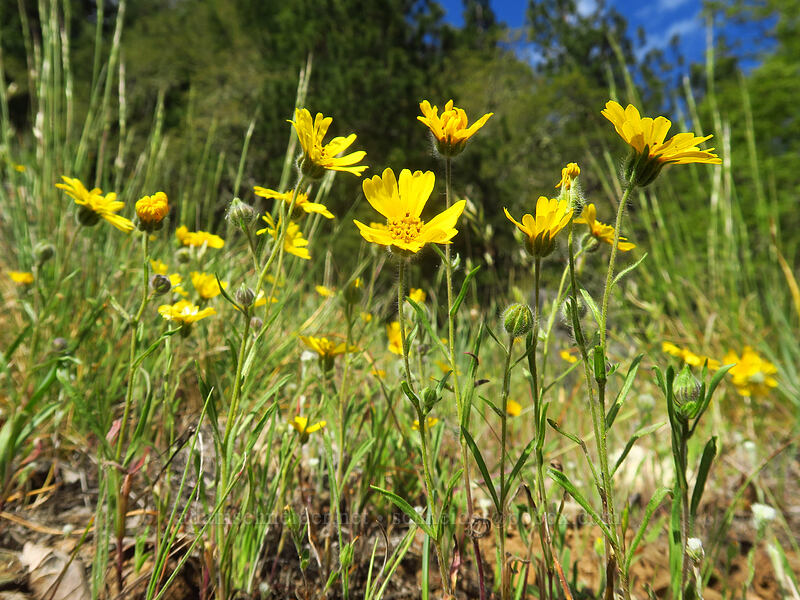common tarweed (Madia elegans) [Sexton Mountain, Josephine County, Oregon]