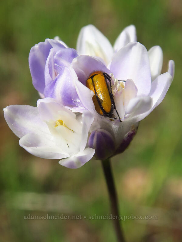 blister beetle on blue dicks (Nemognatha scutellaris, Dipterostemon capitatus (Dichelostemma capitatum)) [Sexton Mountain, Josephine County, Oregon]