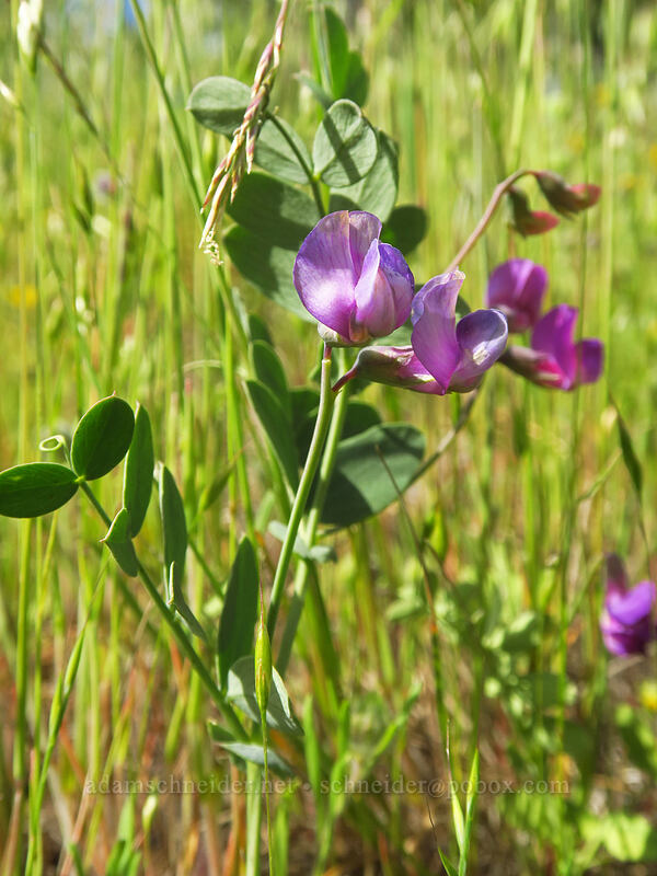 American vetch (Vicia americana) [Sexton Mountain, Josephine County, Oregon]