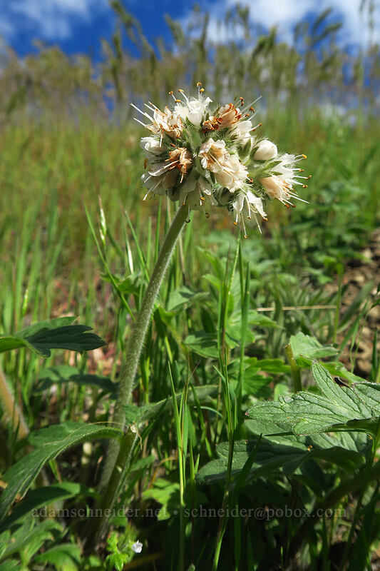 western waterleaf (Hydrophyllum occidentale) [Sexton Mountain, Josephine County, Oregon]
