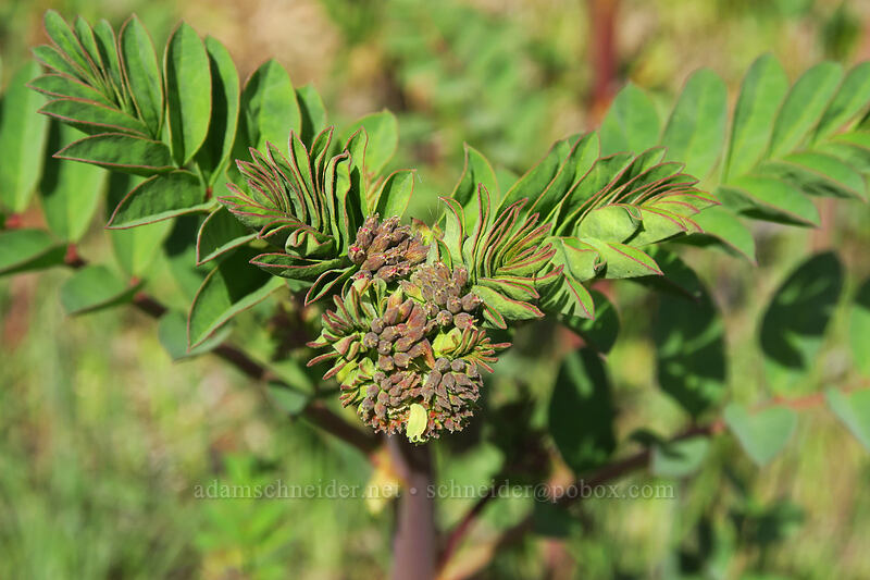 big deer-vetch, budding (Hosackia crassifolia (Lotus crassifolius)) [Sexton Mountain, Josephine County, Oregon]