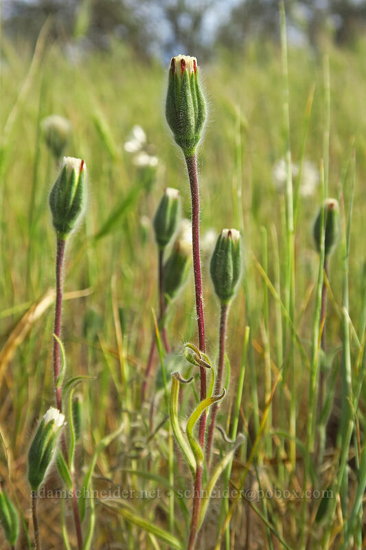 blow-wives, flowering (Achyrachaena mollis) [Whetstone Savanna Preserve, Jackson County, Oregon]