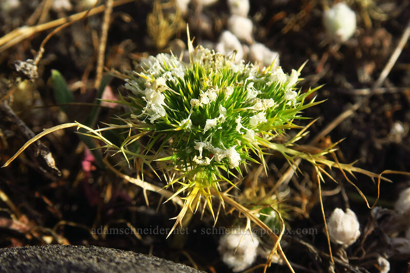 white-head navarretia (Navarretia leucocephala) [Whetstone Savanna Preserve, Jackson County, Oregon]