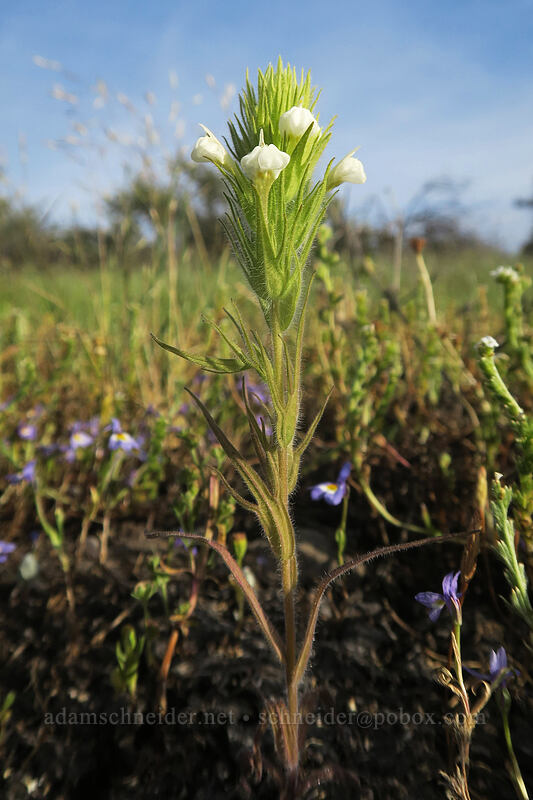 hairy owl's-clover (Castilleja tenuis (Orthocarpus hispidus)) [Whetstone Savanna Preserve, Jackson County, Oregon]