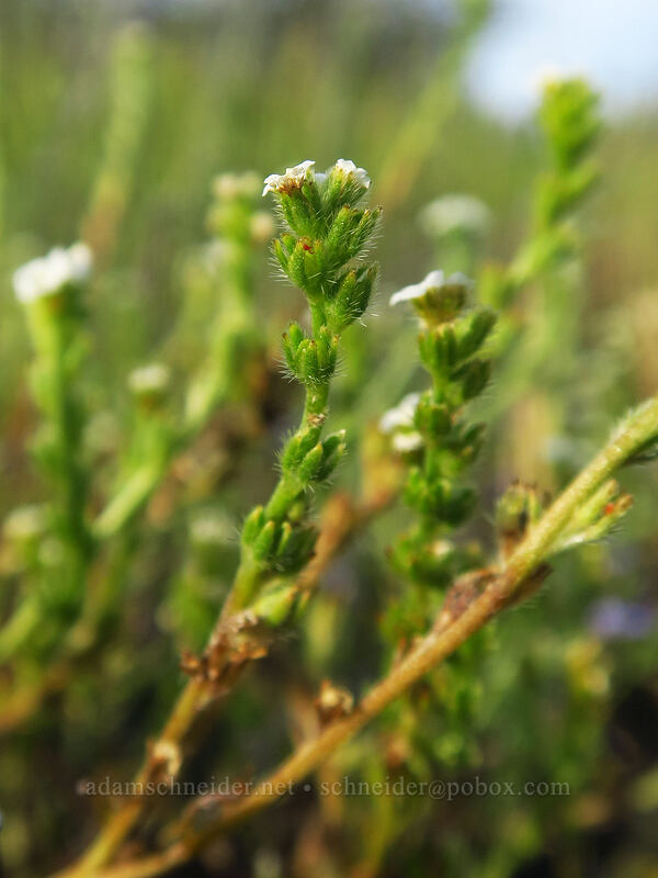 bracted popcorn flower (Plagiobothrys bracteatus) [Whetstone Savanna Preserve, Jackson County, Oregon]