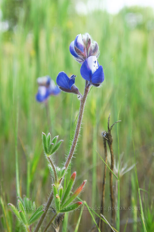 bi-colored lupine (Lupinus bicolor) [Whetstone Savanna Preserve, Jackson County, Oregon]