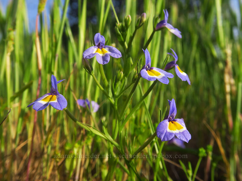 Cascade calico-flower (Downingia pulcherrima (Downingia yina)) [Whetstone Savanna Preserve, Jackson County, Oregon]