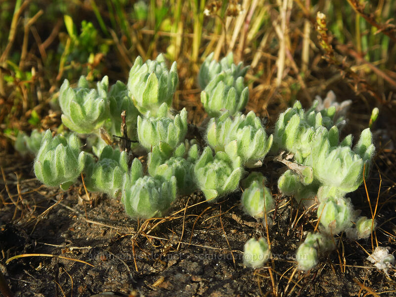 short woolly-heads (Psilocarphus brevissimus) [Whetstone Savanna Preserve, Jackson County, Oregon]