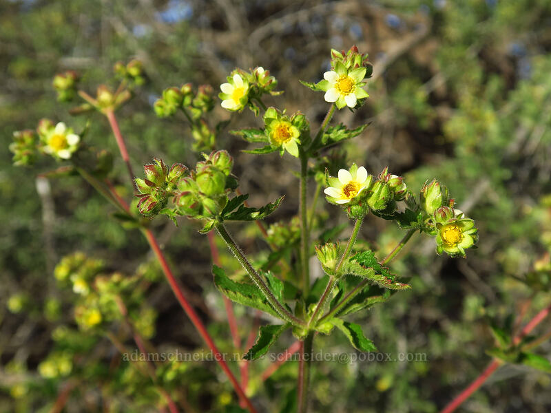 sticky cinquefoil (Drymocallis glandulosa (Potentilla glandulosa)) [Whetstone Savanna Preserve, Jackson County, Oregon]