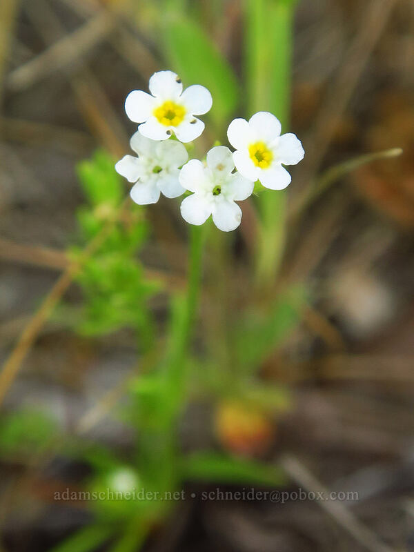 stalked popcorn flower (Plagiobothrys stipitatus var. stipitatus) [Whetstone Savanna Preserve, Jackson County, Oregon]