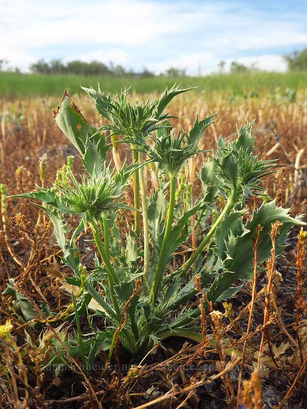 Oregon coyote-thistle (Eryngium petiolatum) [Whetstone Savanna Preserve, Jackson County, Oregon]