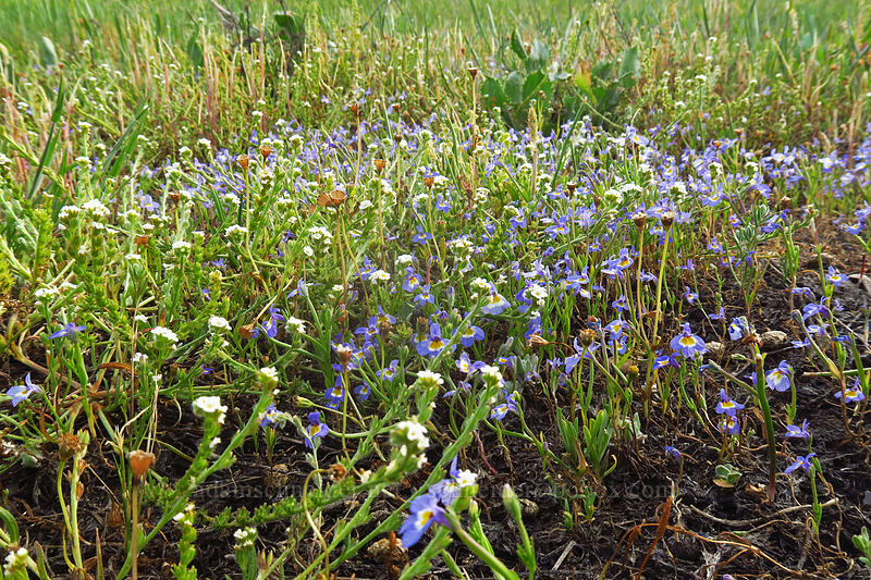 bracted popcorn flower & Cascade calico-flower (Plagiobothrys bracteatus, Downingia pulcherrima (Downingia yina)) [Whetstone Savanna Preserve, Jackson County, Oregon]