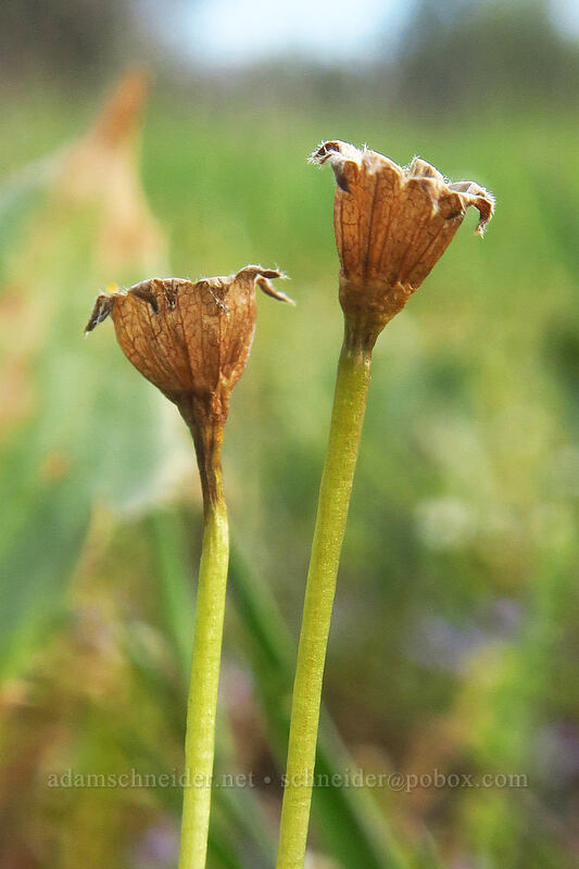 empty seed heads of California gold-fields (Lasthenia californica) [Whetstone Savanna Preserve, Jackson County, Oregon]