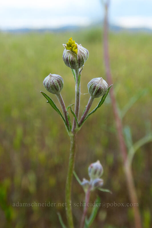 yarrow-leaf Oregon sunshine, budding (Eriophyllum lanatum var. achilleoides) [Agate Desert Preserve, Jackson County, Oregon]