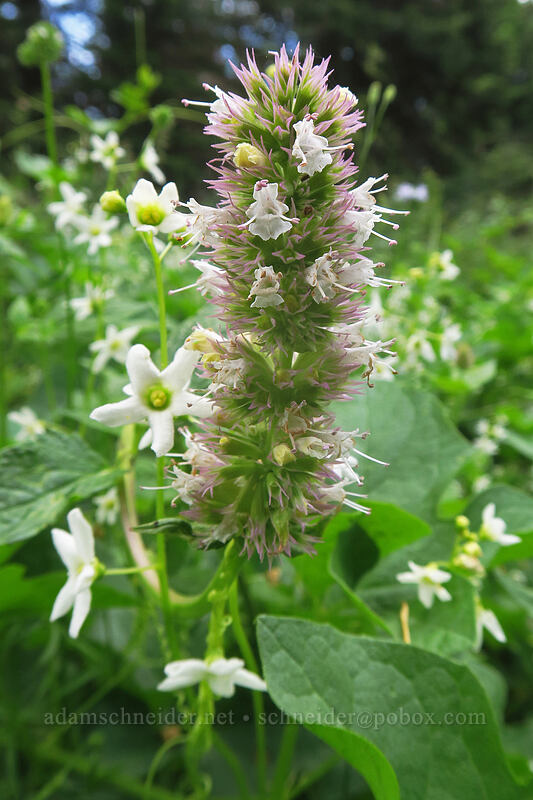 horse-mint & manroot (Agastache urticifolia, Marah oregana (Marah oreganus)) [Boccard Point Trailhead, Cascade-Siskiyou National Monument, Jackson County, Oregon]