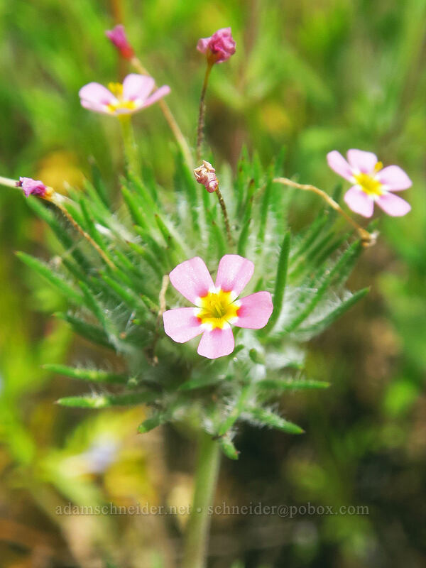 whiskerbrush (Leptosiphon ciliatus (Linanthus ciliatus)) [Pacific Crest Trail, Soda Mountain Wilderness, Jackson County, Oregon]