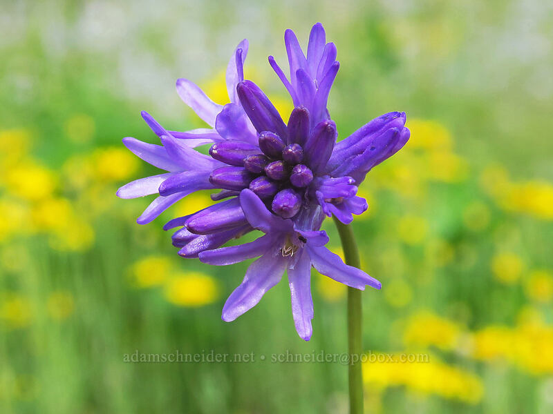 ookow (Dichelostemma sp.) [Pacific Crest Trail, Soda Mountain Wilderness, Jackson County, Oregon]