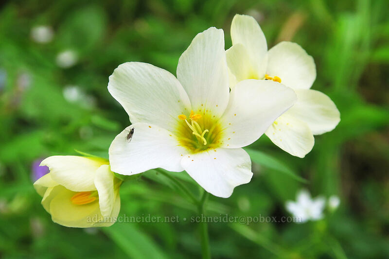 Oregon Jacob's-ladder (Polemonium carneum) [Pacific Crest Trail, Soda Mountain Wilderness, Jackson County, Oregon]