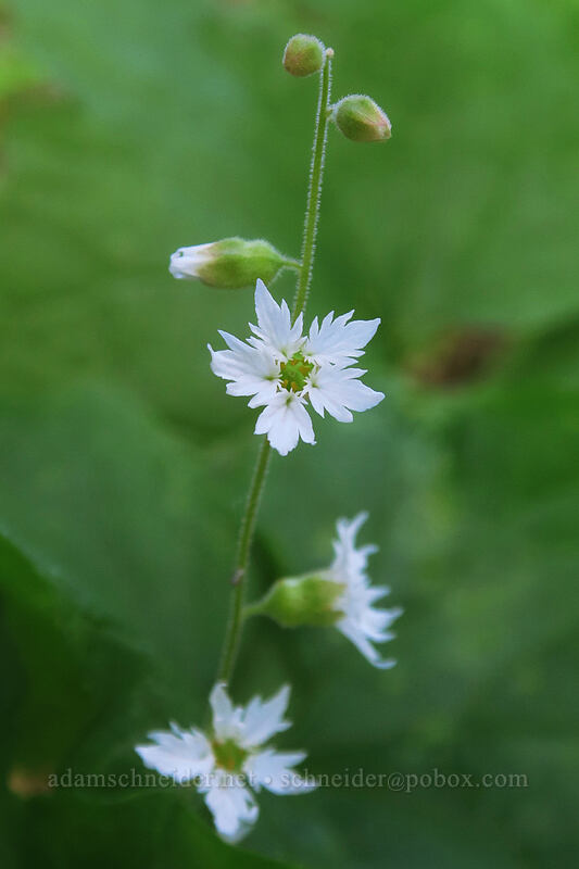Siskiyou woodland stars (Lithophragma campanulatum) [Pacific Crest Trail, Soda Mountain Wilderness, Jackson County, Oregon]