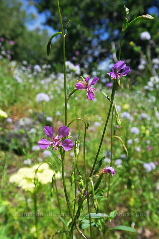 diamond clarkia (Clarkia rhomboidea) [Pacific Crest Trail, Soda Mountain Wilderness, Jackson County, Oregon]