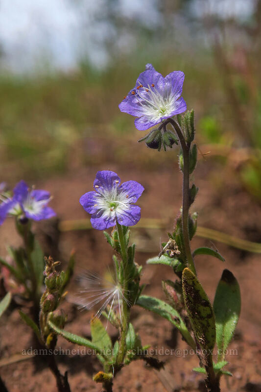 Peck's phacelia (Phacelia peckii) [Little Pilot Rock Peak, Soda Mountain Wilderness, Jackson County, Oregon]