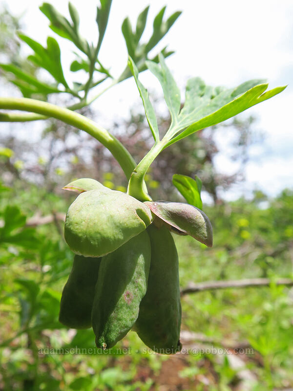 Brown's peony seed-pods (Paeonia brownii) [Little Pilot Rock Peak, Soda Mountain Wilderness, Jackson County, Oregon]