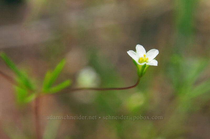 Harkness' linanthus (Leptosiphon harknessii (Linanthus harknessii)) [Pacific Crest Trail, Soda Mountain Wilderness, Jackson County, Oregon]