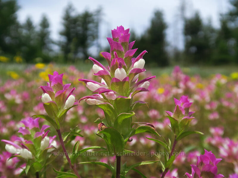 mountain owl's-clover (Orthocarpus cuspidatus ssp. cuspidatus) [Pacific Crest Trail, Soda Mountain Wilderness, Jackson County, Oregon]