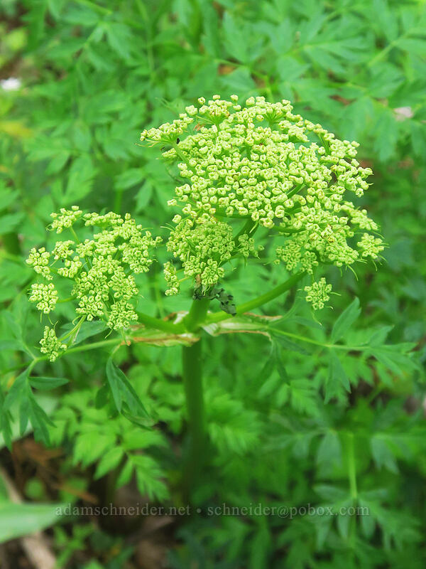 Gray's lovage, budding (Ligusticum grayi) [Pacific Crest Trail, Soda Mountain Wilderness, Jackson County, Oregon]
