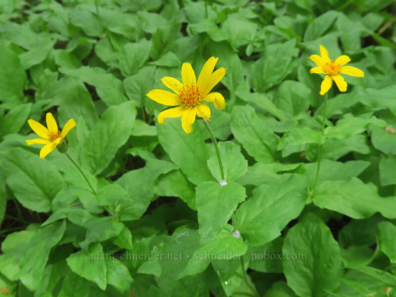 broad-leaf arnica (Arnica latifolia) [Pacific Crest Trail, Soda Mountain Wilderness, Jackson County, Oregon]