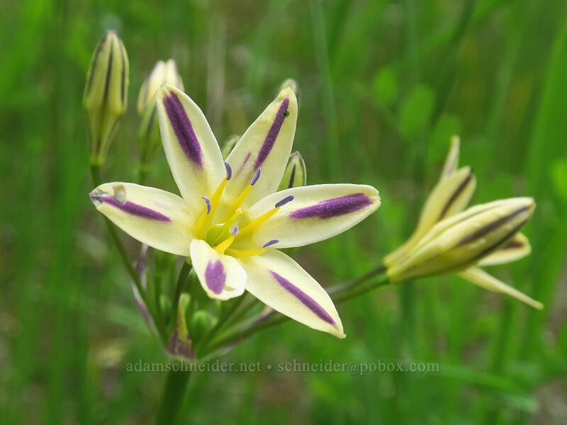 Henderson's stars (Triteleia hendersonii) [north of Boccard Point, Soda Mountain Wilderness, Jackson County, Oregon]