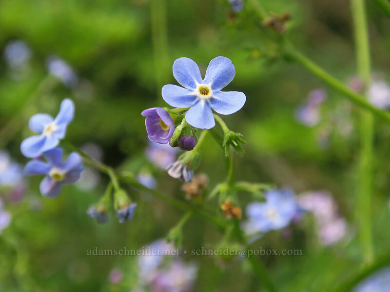 blue stickseed (Hackelia micrantha (Hackelia jessicae)) [north of Boccard Point, Soda Mountain Wilderness, Jackson County, Oregon]