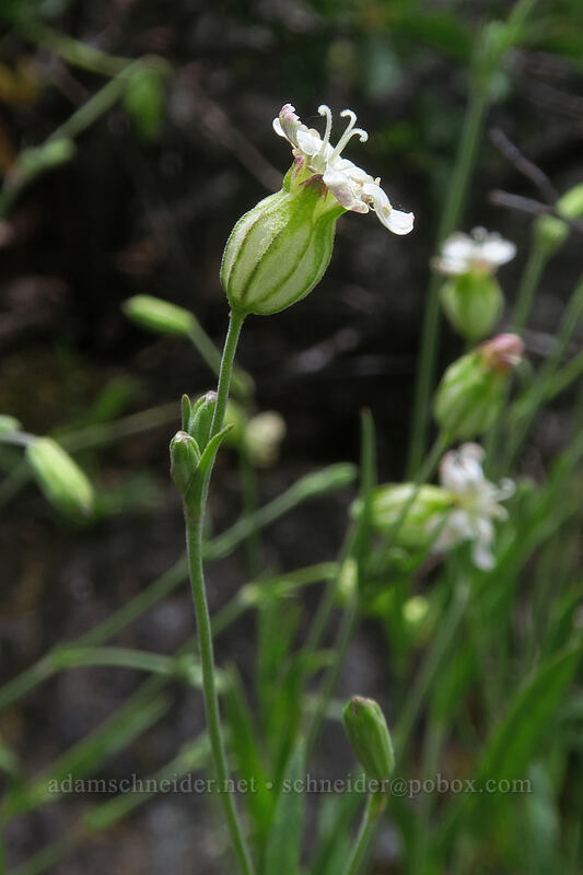 catchfly (Silene sp.) [north of Boccard Point, Soda Mountain Wilderness, Jackson County, Oregon]