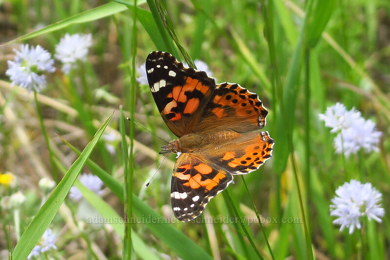 painted lady butterfly & blue-head gilia (Vanessa cardui, Gilia capitata) [Boccard Point Trail, Soda Mountain Wilderness, Jackson County, Oregon]