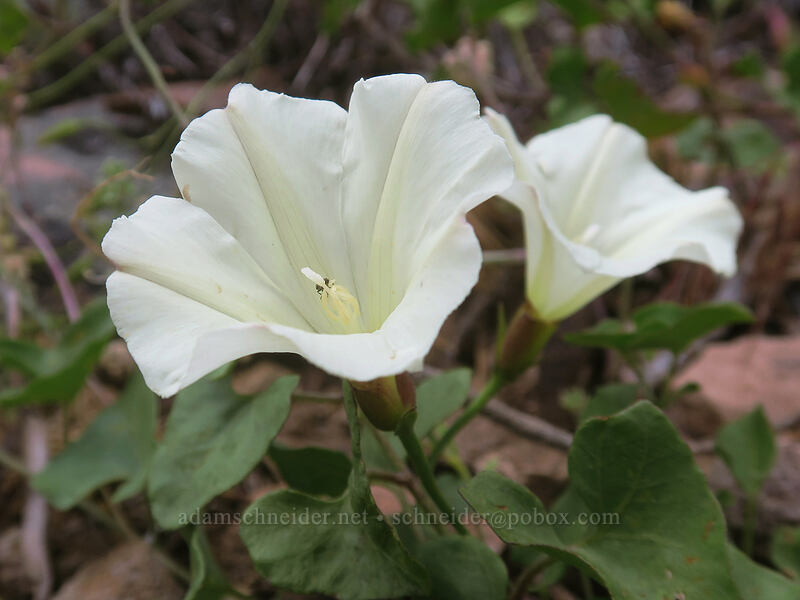 western morning glories (Calystegia occidentalis ssp. occidentalis) [Boccard Point Trail, Soda Mountain Wilderness, Jackson County, Oregon]