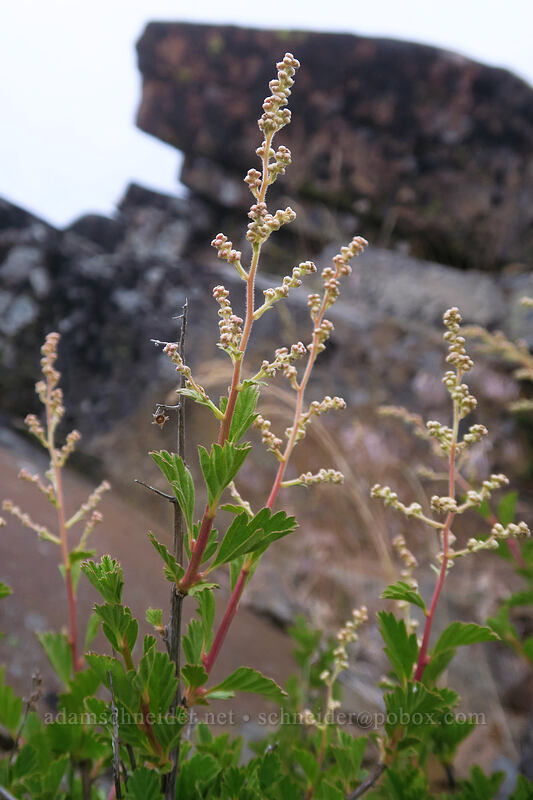 ocean spray (Holodiscus microphyllus var. glabrescens (Holodiscus discolor var. glabrescens)) [Boccard Point, Soda Mountain Wilderness, Jackson County, Oregon]