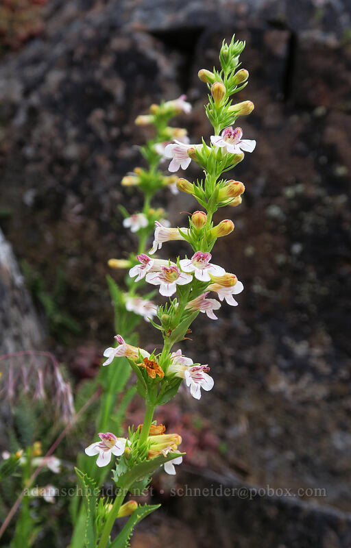lance-leaf hot-rock penstemon (Penstemon deustus var. pedicellatus) [Boccard Point, Soda Mountain Wilderness, Jackson County, Oregon]
