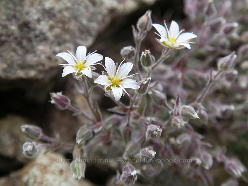Nuttall's sandwort (Minuartia nuttallii var. gregaria (Sabulina nuttallii var. gregaria)) [Boccard Point, Soda Mountain Wilderness, Jackson County, Oregon]