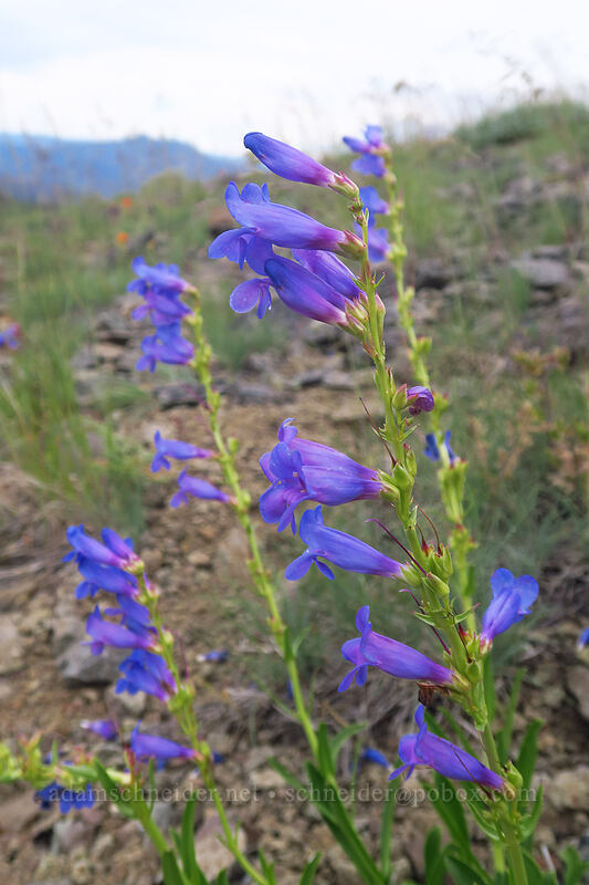 showy penstemon (Penstemon speciosus) [Boccard Point, Soda Mountain Wilderness, Jackson County, Oregon]