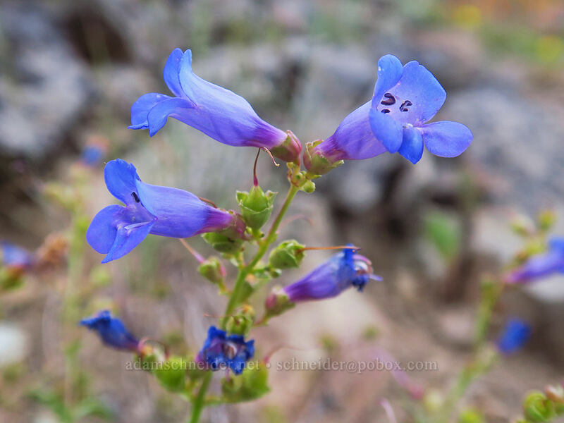 azure penstemon (Penstemon azureus) [Boccard Point, Soda Mountain Wilderness, Jackson County, Oregon]