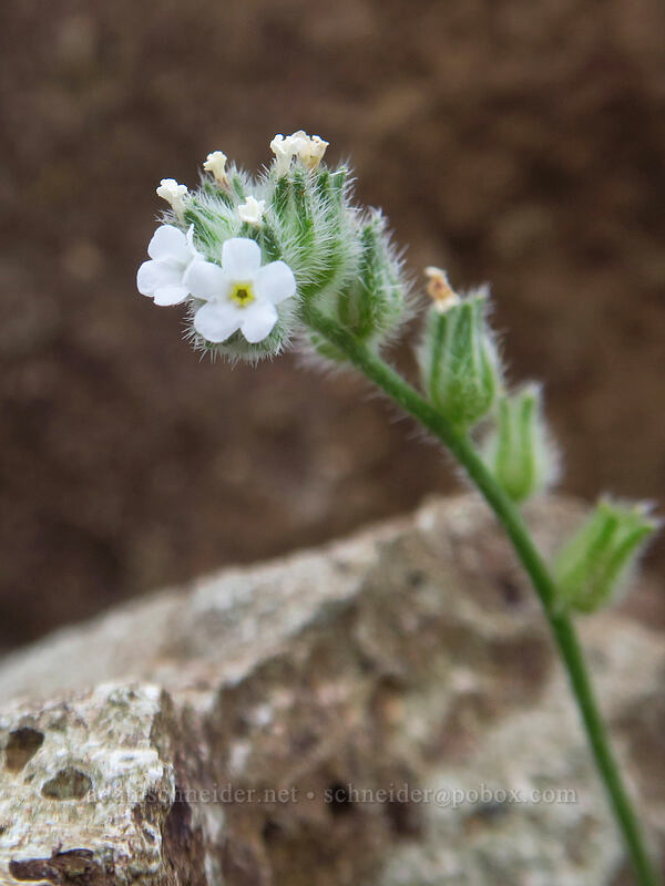 Watson's cryptantha (?) (Cryptantha watsonii) [Boccard Point, Soda Mountain Wilderness, Jackson County, Oregon]