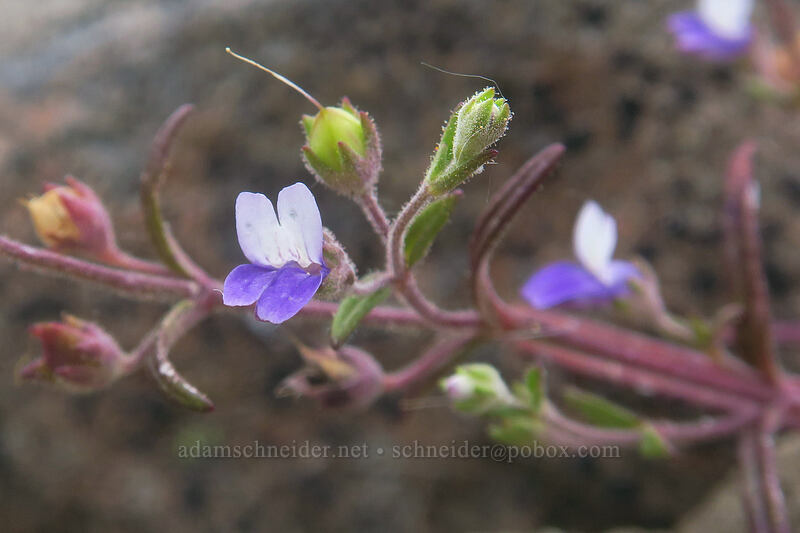 Rattan's blue-eyed-Mary (Collinsia rattanii) [Boccard Point, Soda Mountain Wilderness, Jackson County, Oregon]